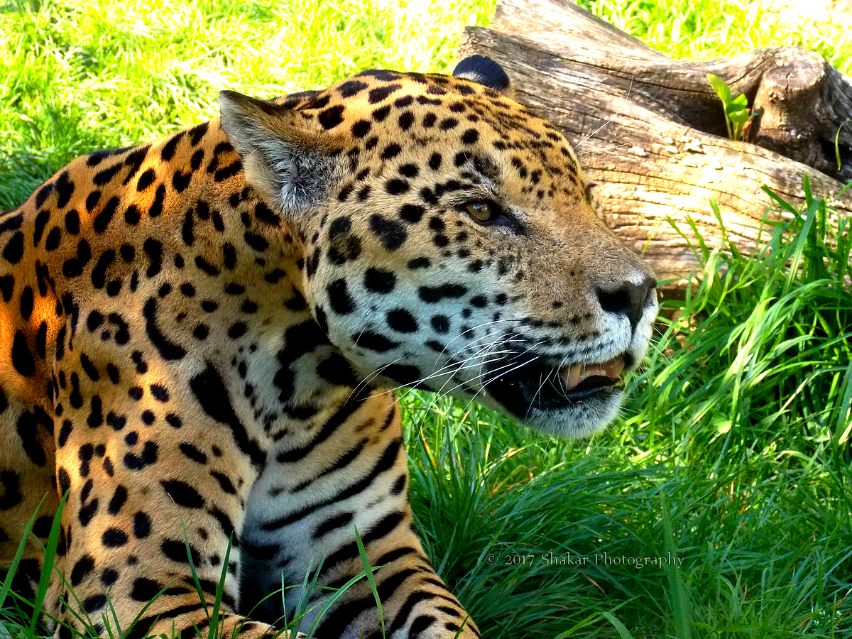 Jaguar