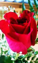 Love Rose