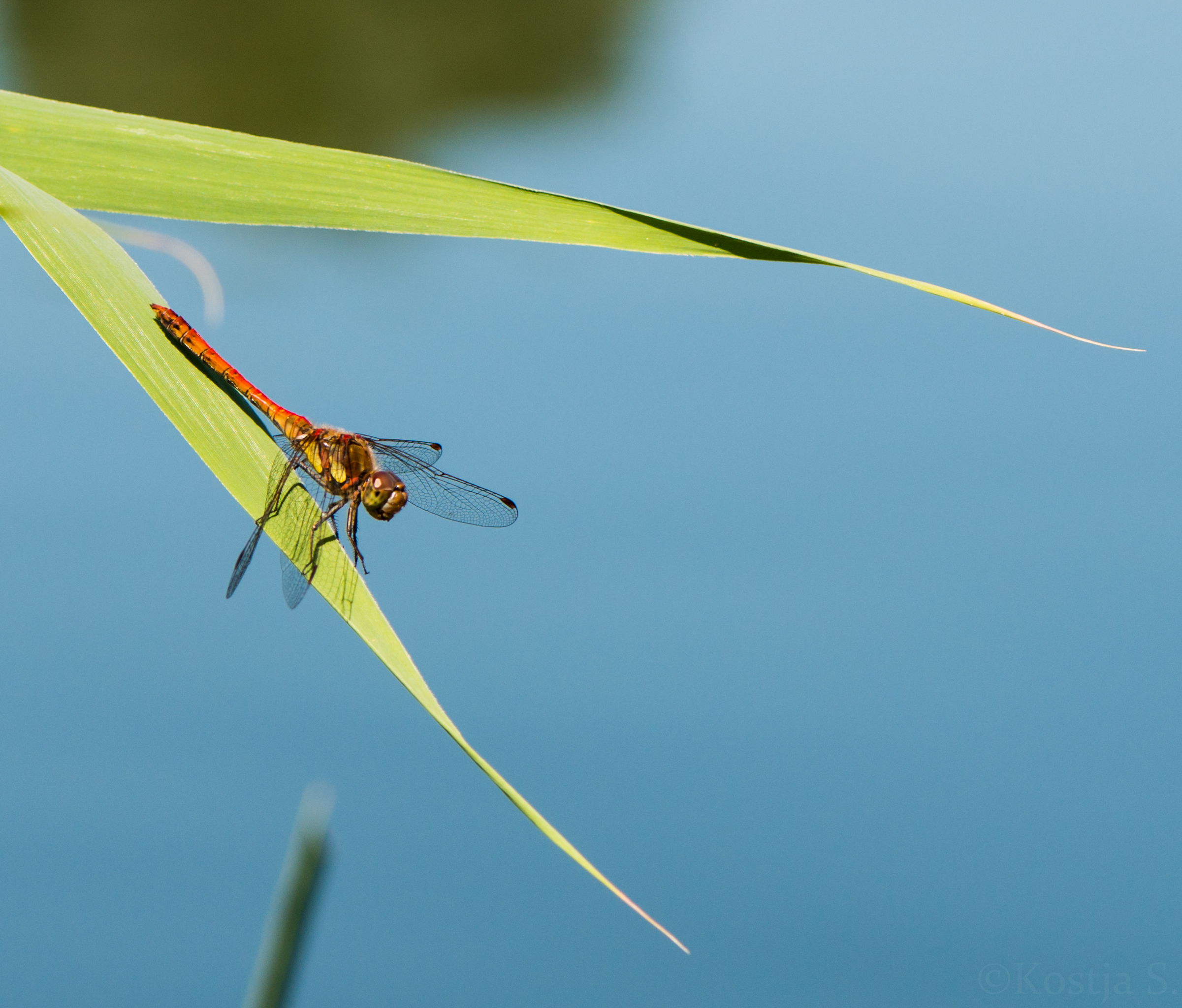 Red Dragonfly