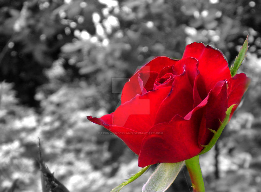 painting the roses red by lisinwonderland on DeviantArt