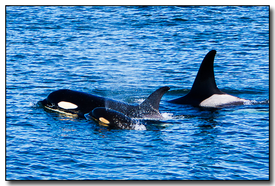 New Orca baby