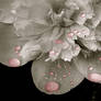 Flower Pink Raindrops