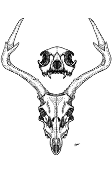 Deerskull