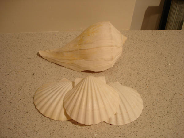 shells by Jennathebrave on DeviantArt