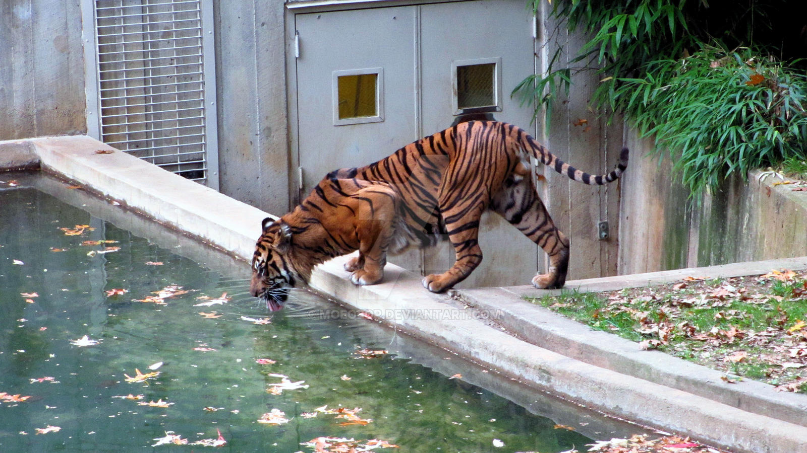 Tiger at National Zoo