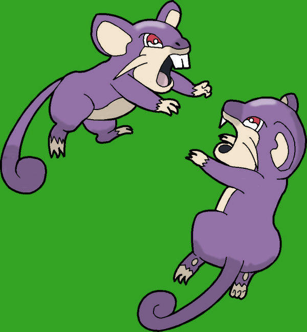 Angry Rattata Two Rattata fighting by Sarahtheweredragon on DeviantArt
