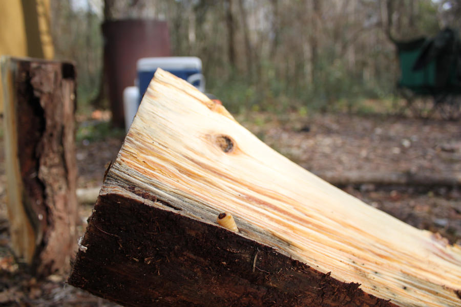 coming out of the woodworks