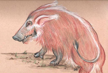 Red River Hog