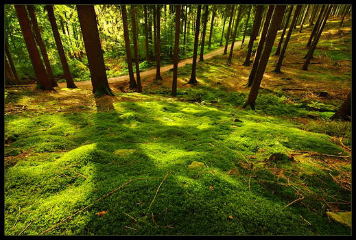 The Moss is Ever So Green