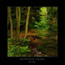Enchanted Forest