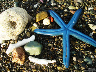 starfish