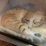 Sand Cat