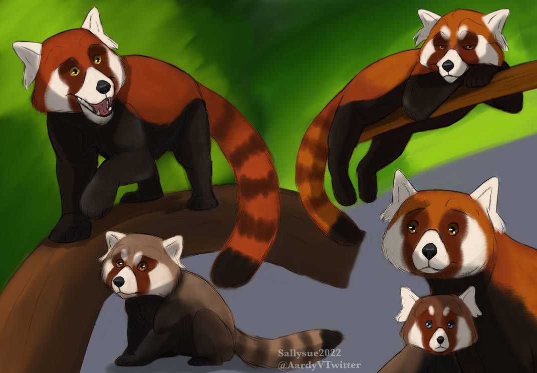 Red Panda Sketches by Sallysue234 on DeviantArt