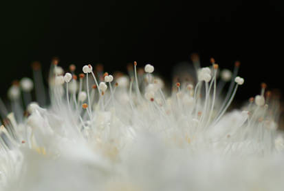 Flower Snow