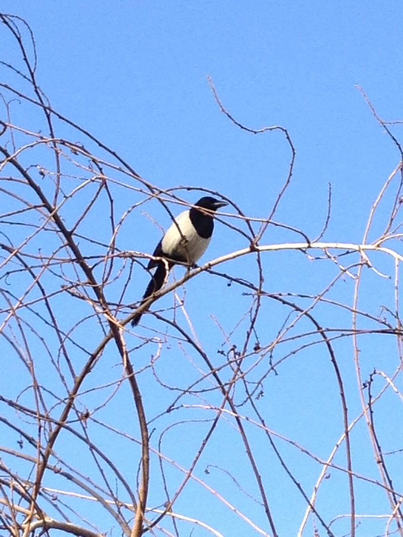 magpie.