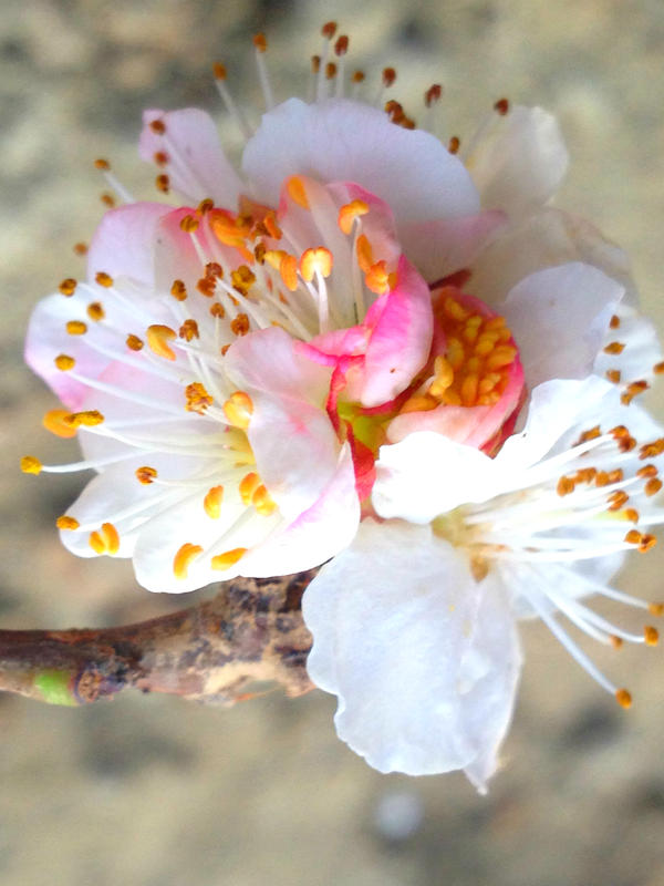 Flower Apricot