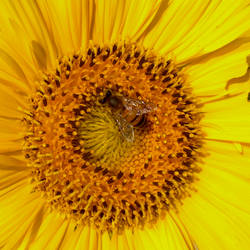 Sunflower2