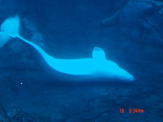 Beluga Whale