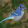 Bluejay Painting