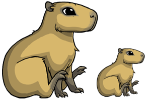 Capybara adoptable