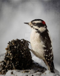 Downy Woodpecker feeding