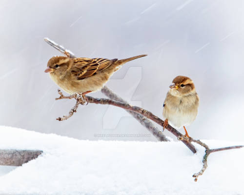 Sparrows in a snowstorm