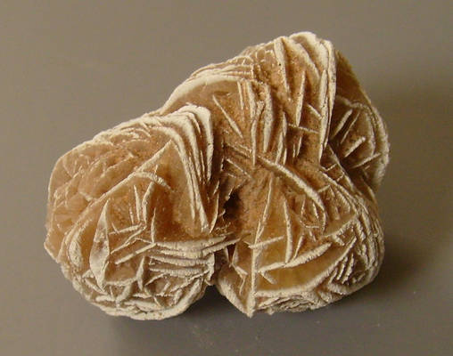 desert rose 1