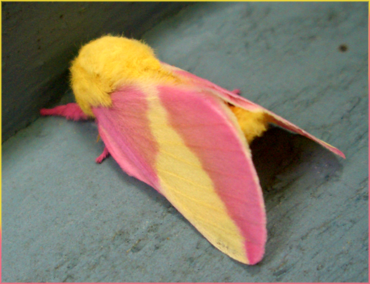 THE coolest moth ive ever seen