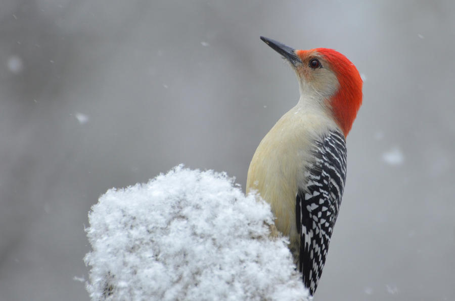 Red Cap White Cap by CanadianRy