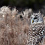 Barred Owl