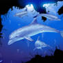 Ecco The Dolphin Peaceful Time