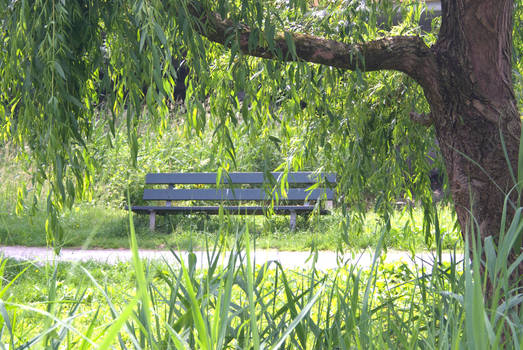 Bench in the greenery