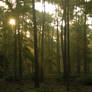 Woods at dawn 3
