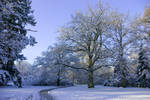 Path through Winter Wonderland by steppeland