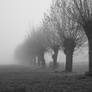 Knotted Willows in Misty Land