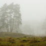 Silent trees in misty land 2