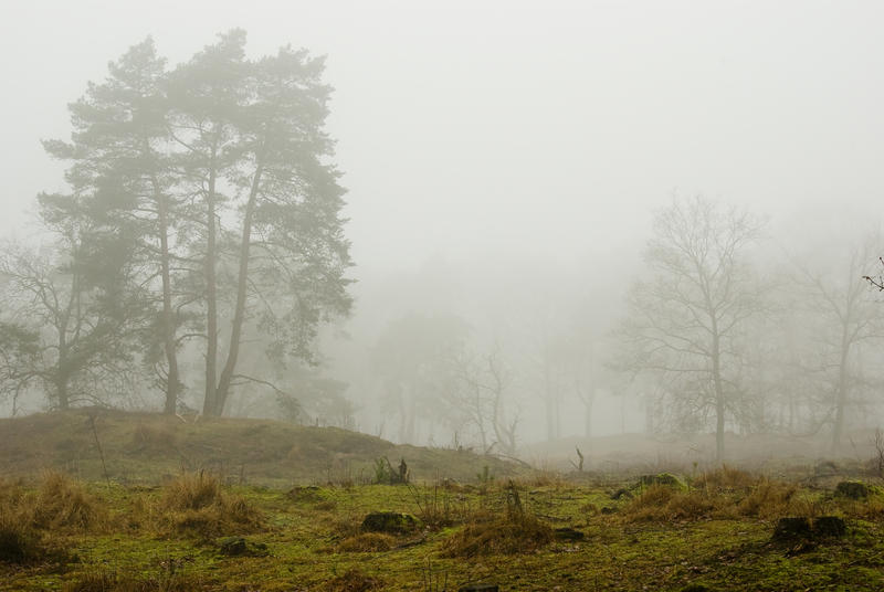 Silent trees in misty land 2