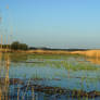 Wetlands landscape with geese