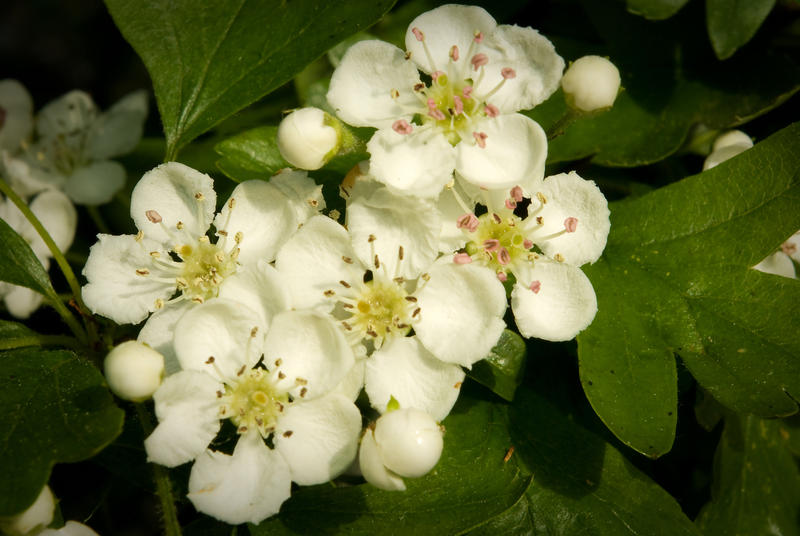 Friendly Hawthorn Blossoms