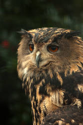 Portrait of an Eagle-owl