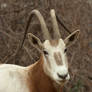 Scimitar Horned Oryx