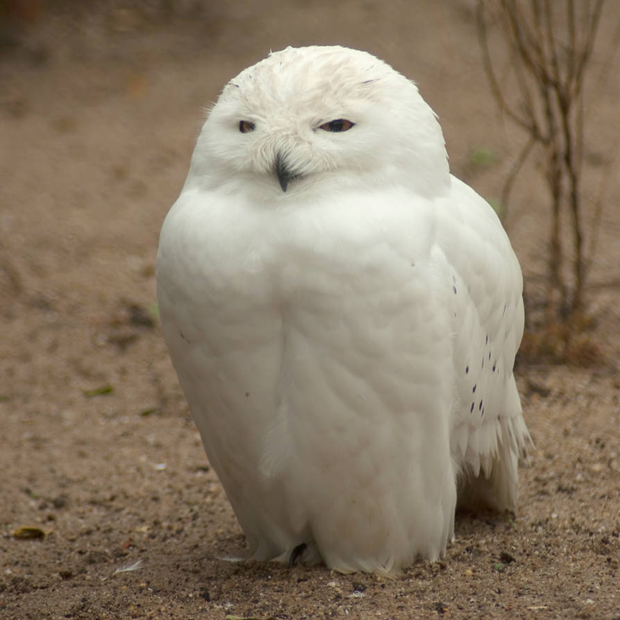 Fluffy the Snow Owl by steppeland