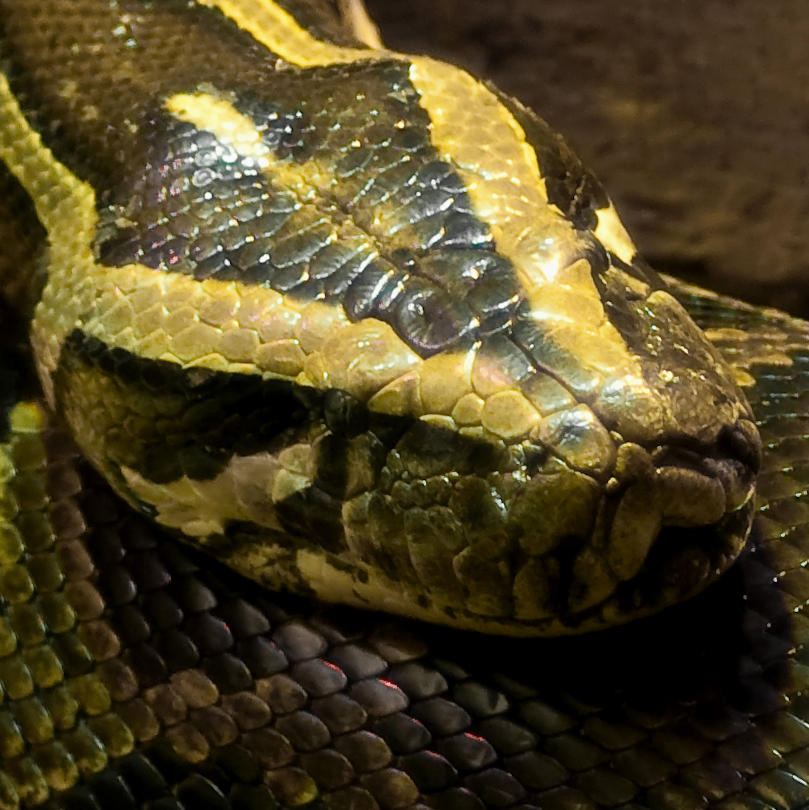 The eye of a python -close-up by steppeland on DeviantArt
