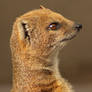 Yellow Mongoose Portrait