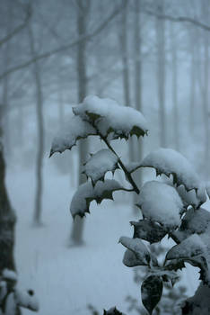 Snowy holly leaves