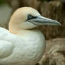 Northern Gannet portrait