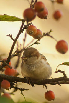 Sparrow in a mini-apple tree