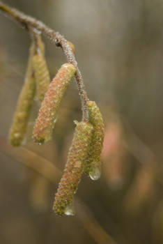 Hazel catkins frozen tears - original