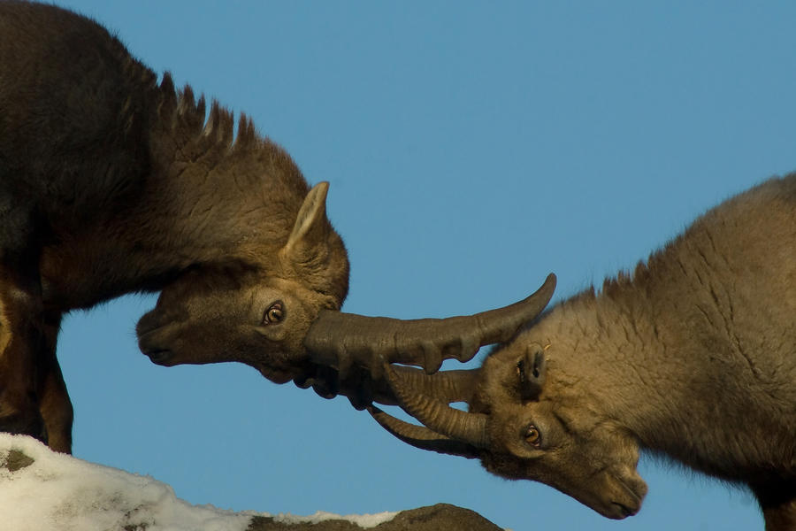 Alpine Ibex - Wrestling or courting? -3of6