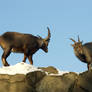 Alpine Ibex - Wrestling or courting? -5of6